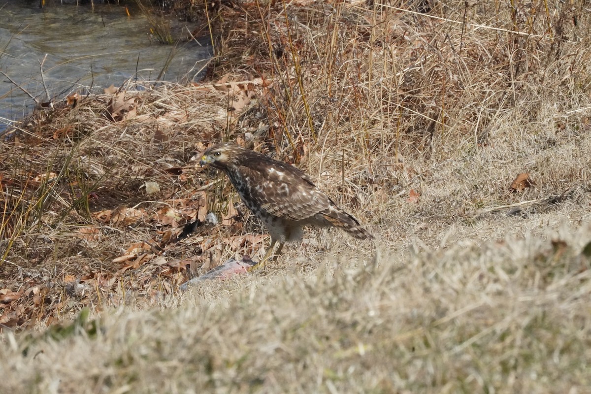 tanımsız Buteo sp. - ML650768399