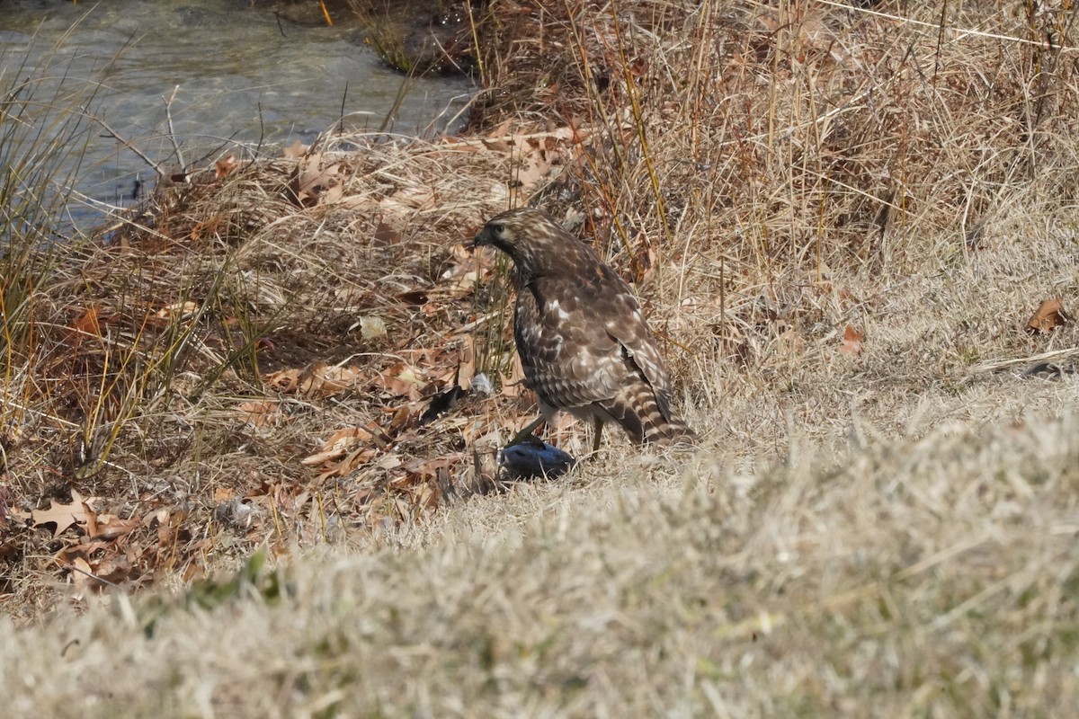 tanımsız Buteo sp. - ML650768407