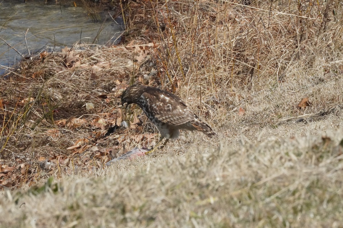 tanımsız Buteo sp. - ML650768409