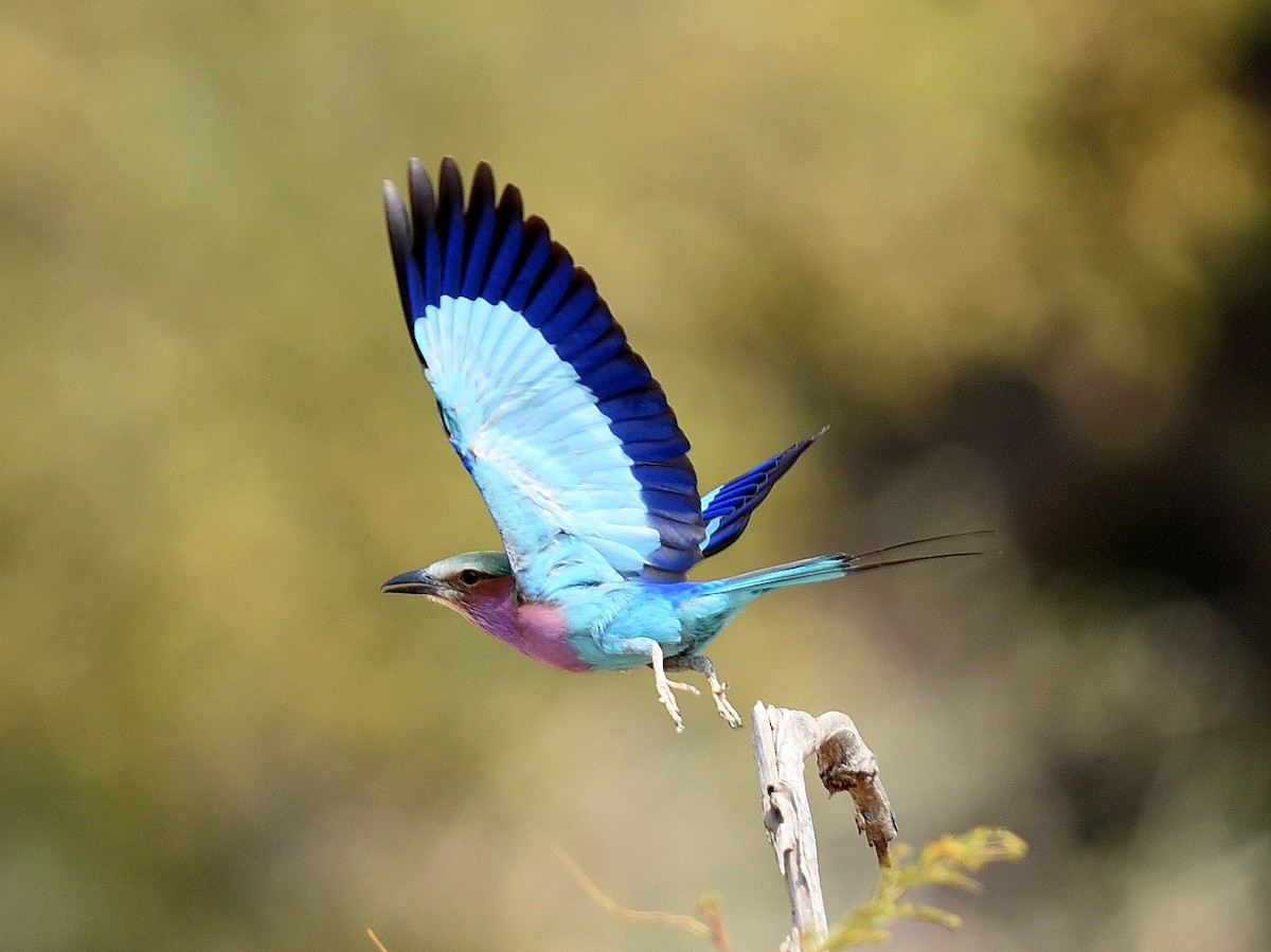 Lilac-breasted Roller - ML650768456