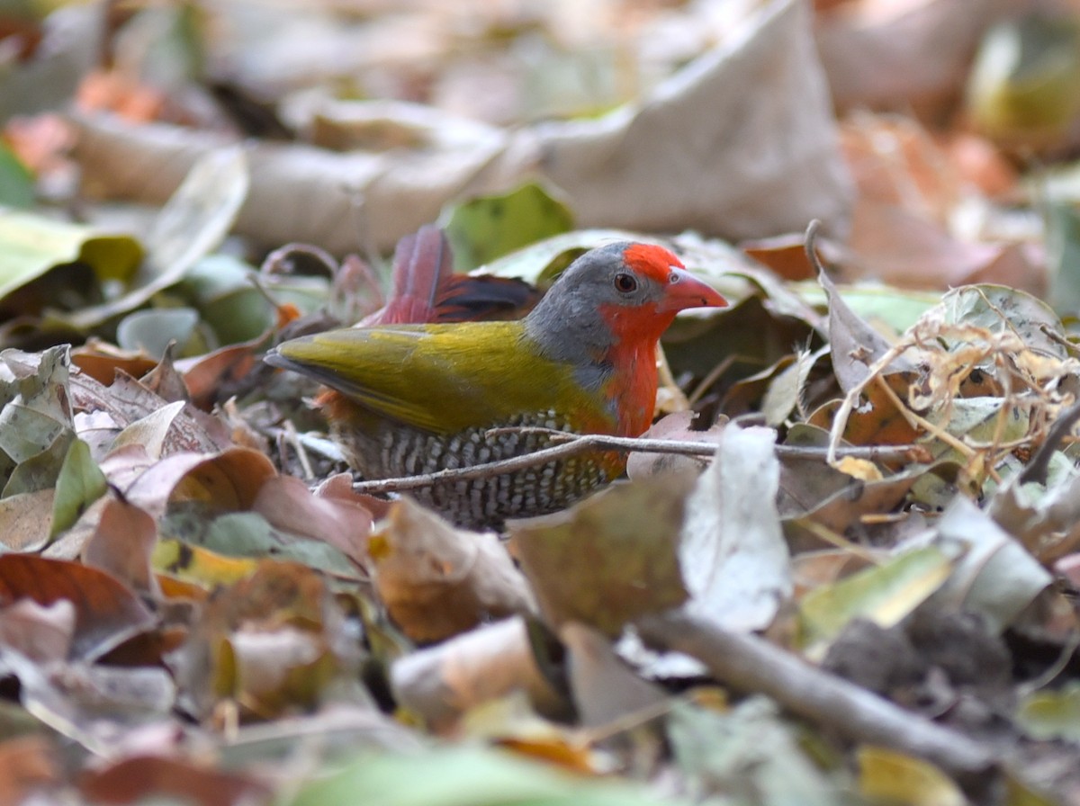 Green-winged Pytilia - ML650768502