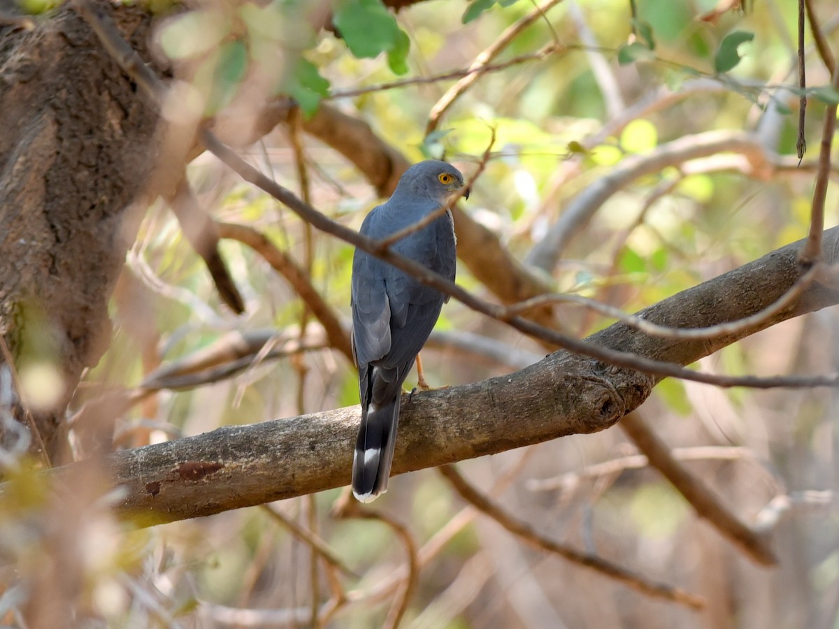 Little Sparrowhawk - ML650768617