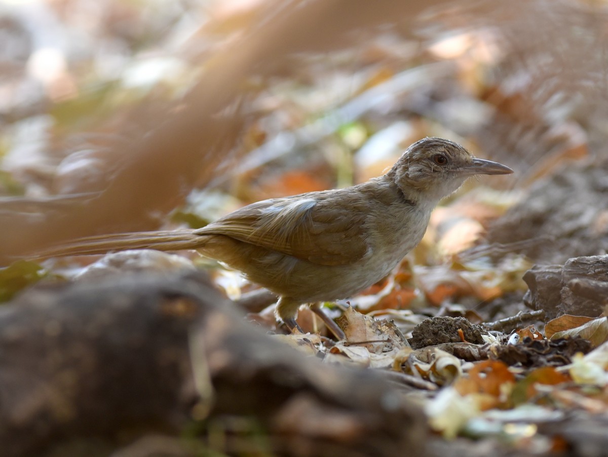 Terrestrial Brownbul - ML650768634
