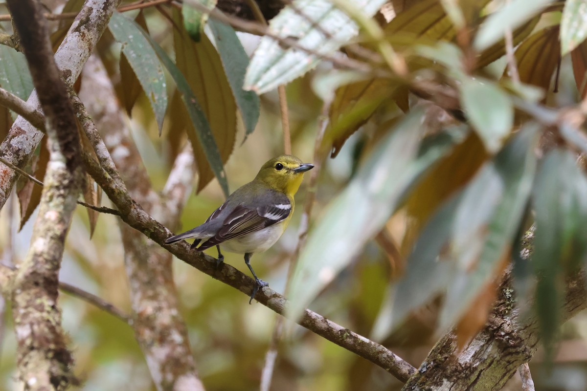 Yellow-throated Vireo - ML650768745