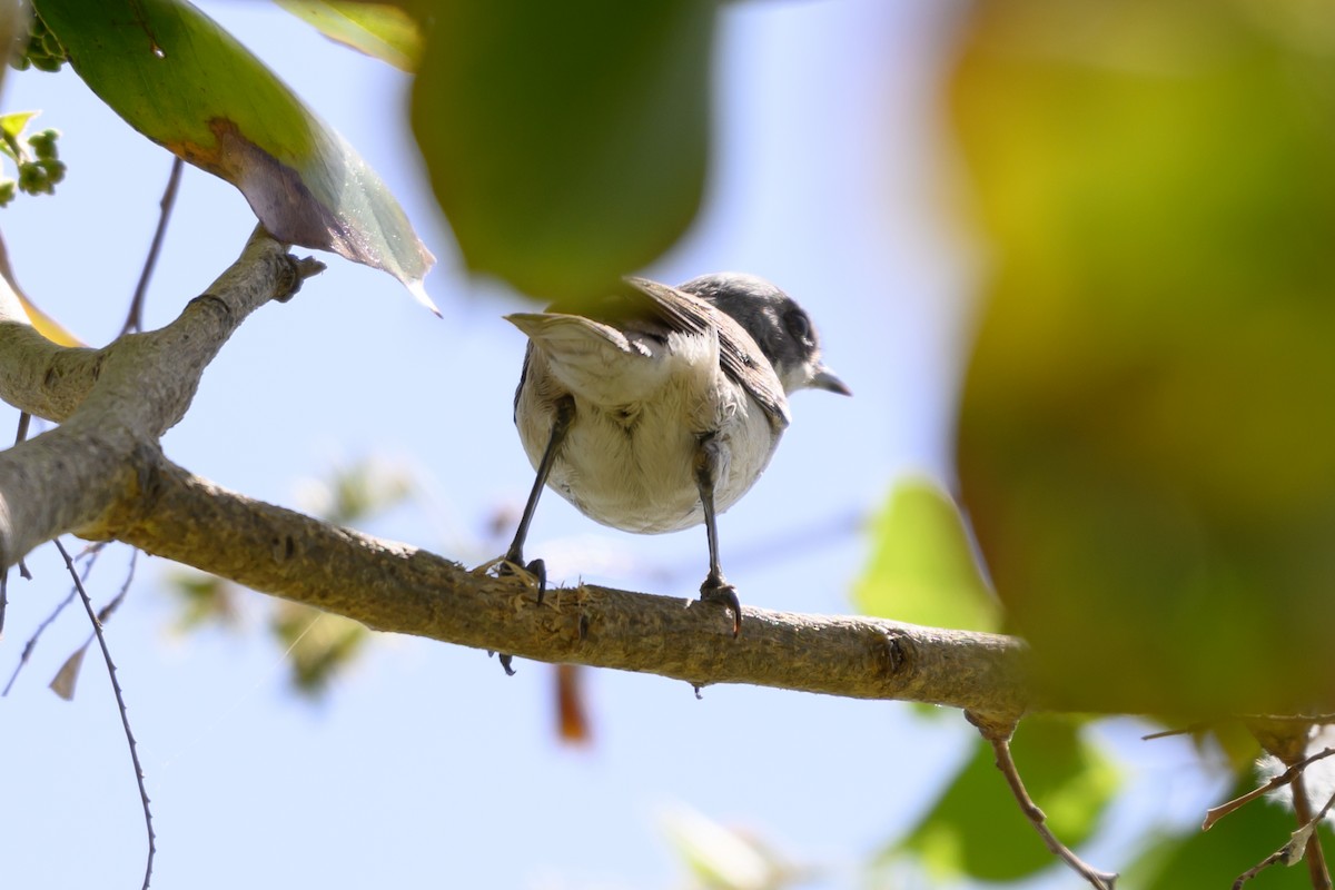 Lesser Whitethroat - ML650768889