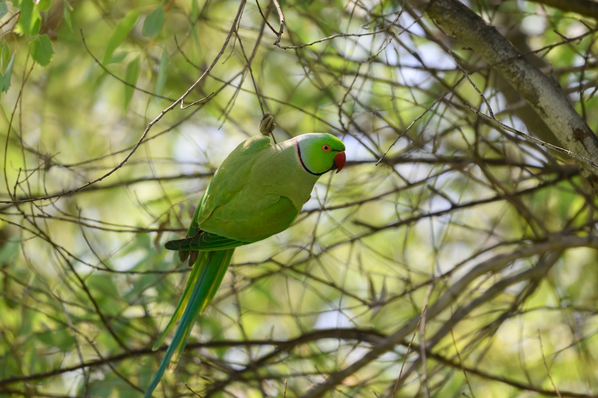 Rose-ringed Parakeet - ML650768921