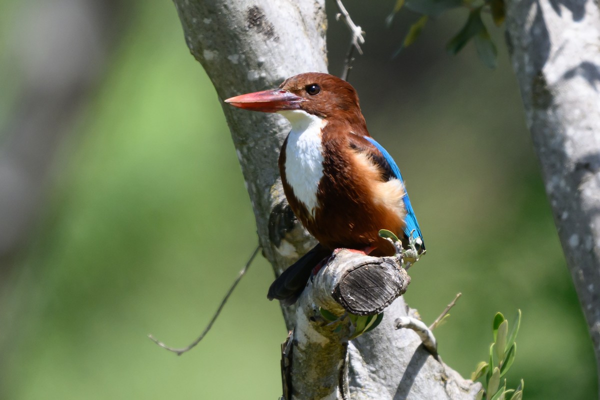 White-throated Kingfisher - ML650768928