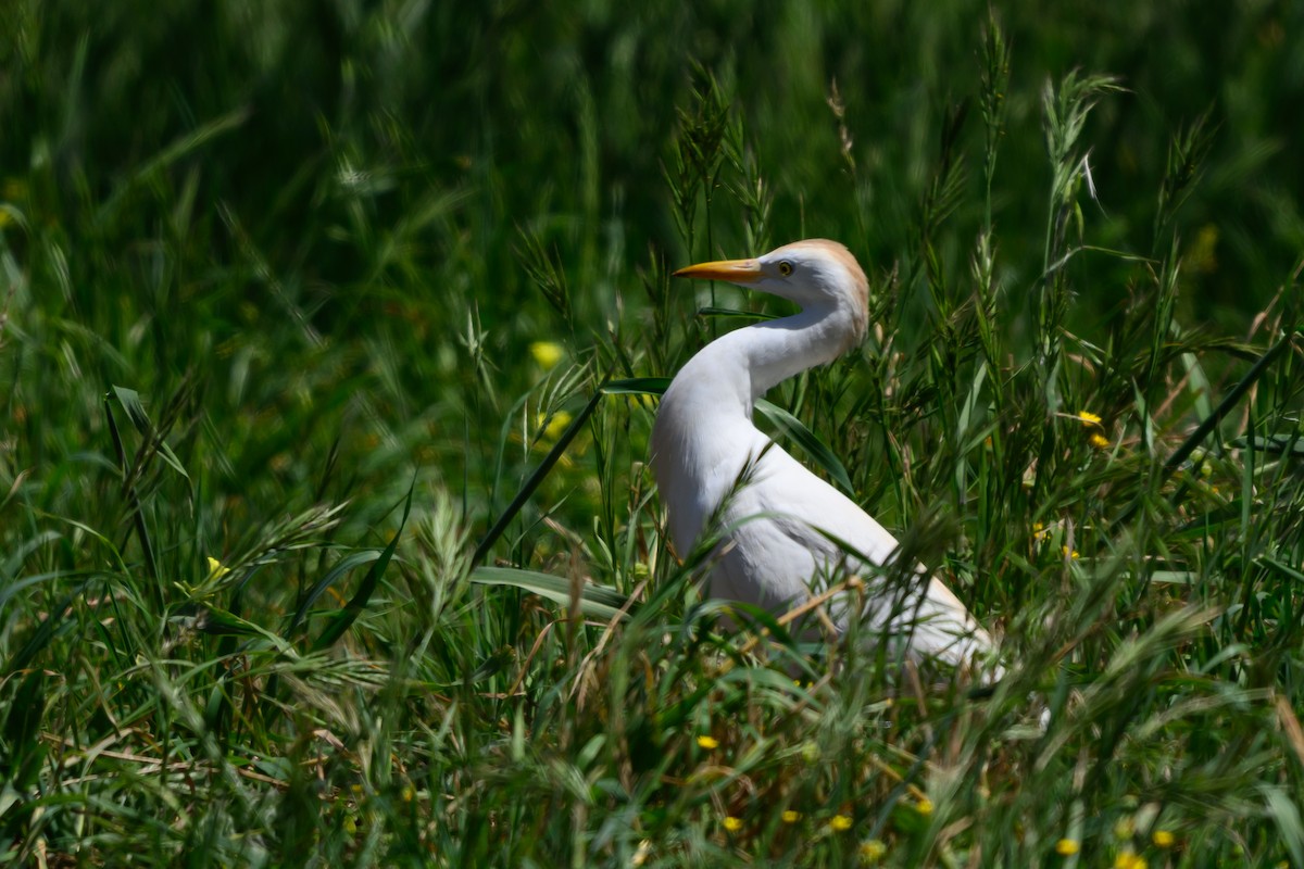 Western Cattle-Egret - ML650768943