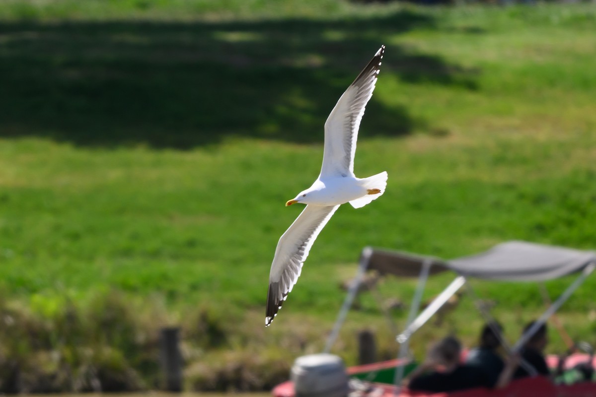 Yellow-legged Gull - ML650768962