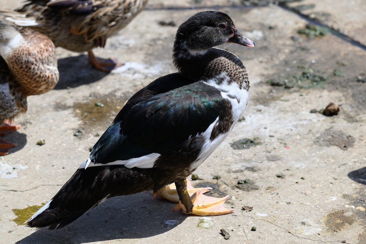 Muscovy Duck - ML650768980