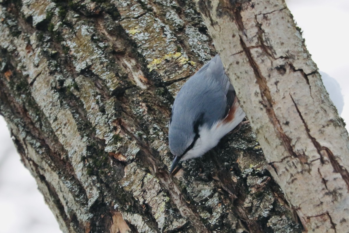 Garrapo eurasiarra - ML650768986