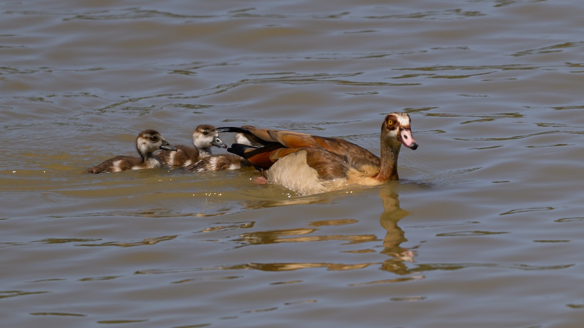 Egyptian Goose - ML650768998