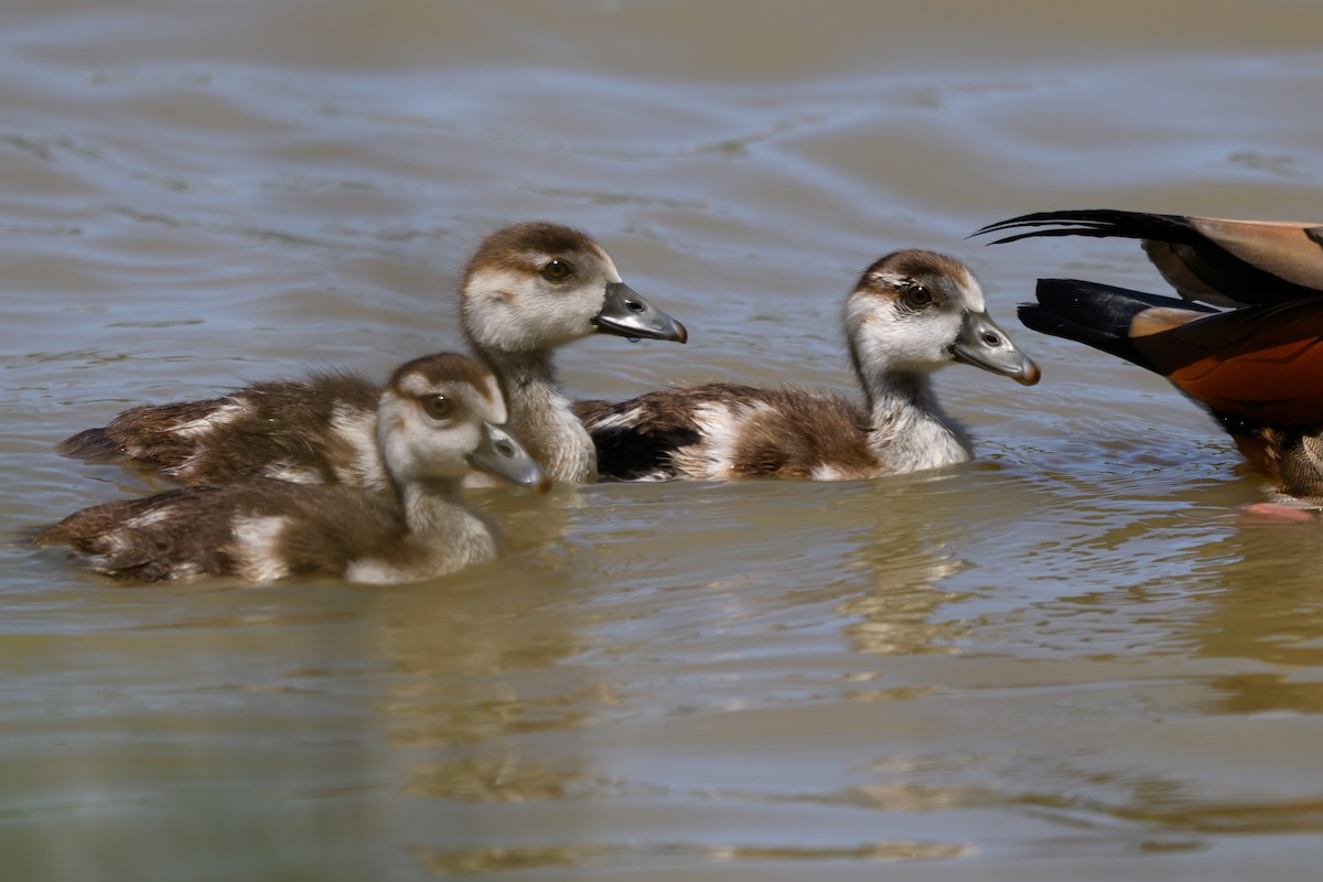 Egyptian Goose - ML650768999
