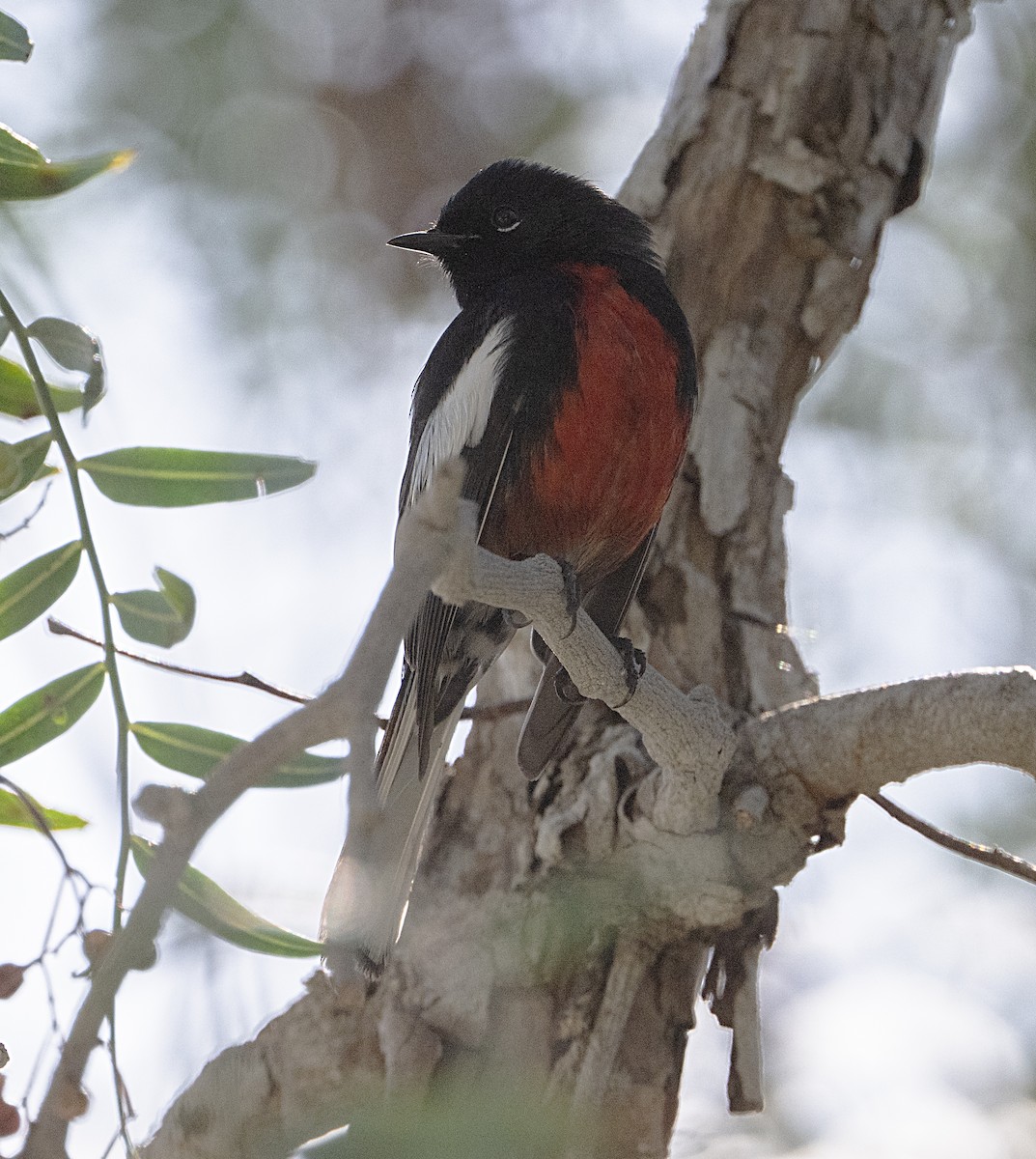 Painted Redstart - ML650769092