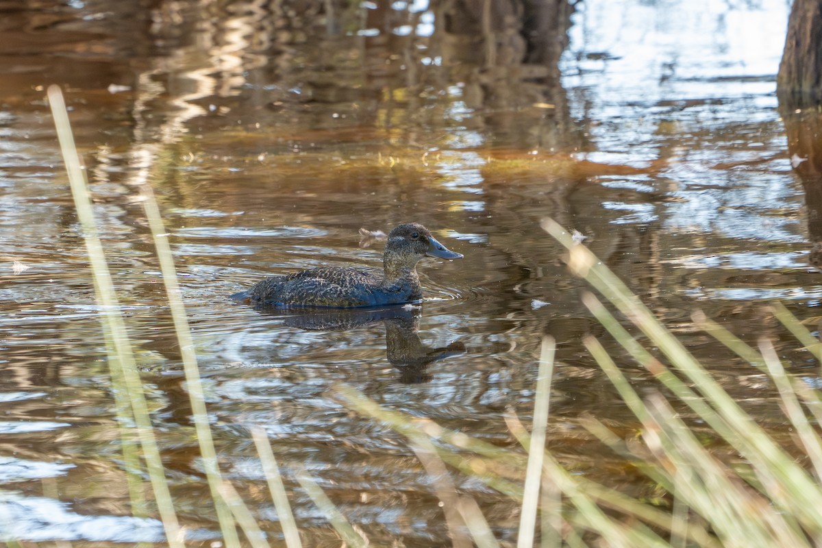 Blue-billed Duck - ML650769128