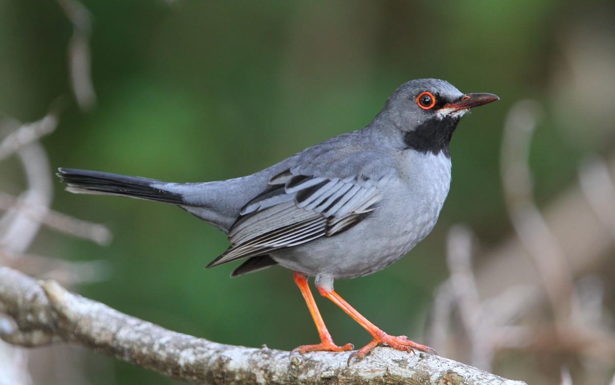 Western Red-legged Thrush - Christoph Moning