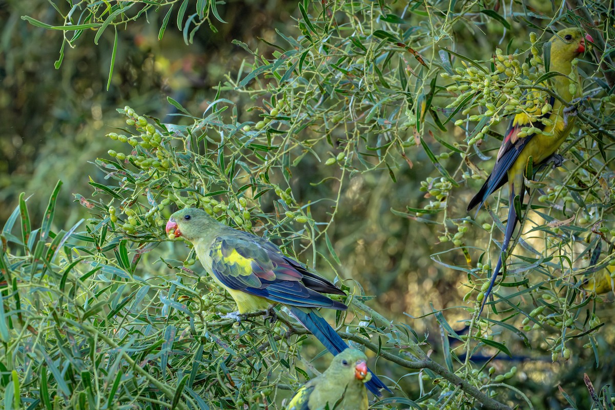 Regent Parrot - ML650769328
