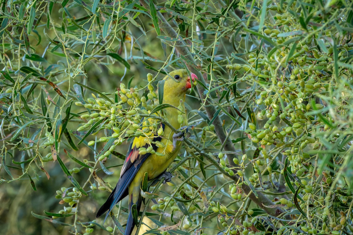Regent Parrot - ML650769377