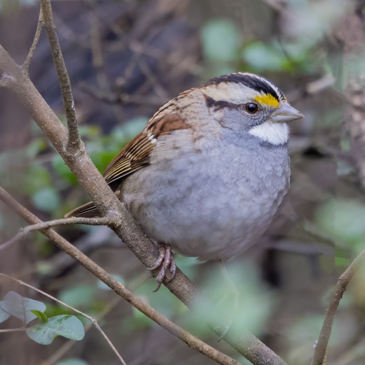 Weißkehlammer - ML650769442