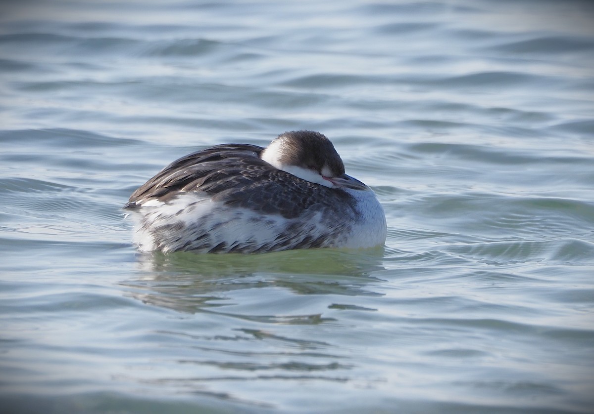 Horned Grebe - ML650769499