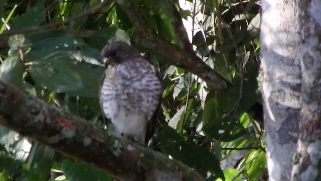 Broad-winged Hawk - ML650769800