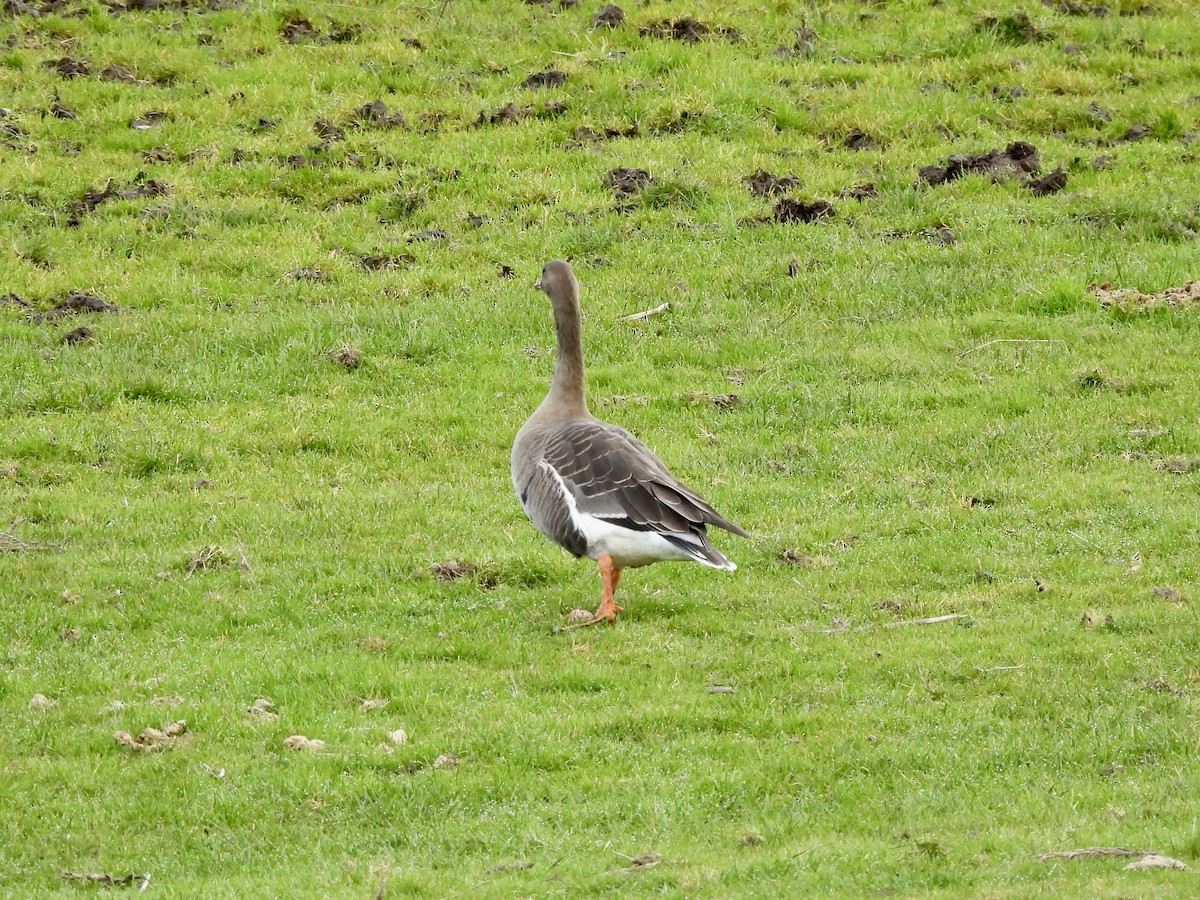 Oie rieuse - ML650770034