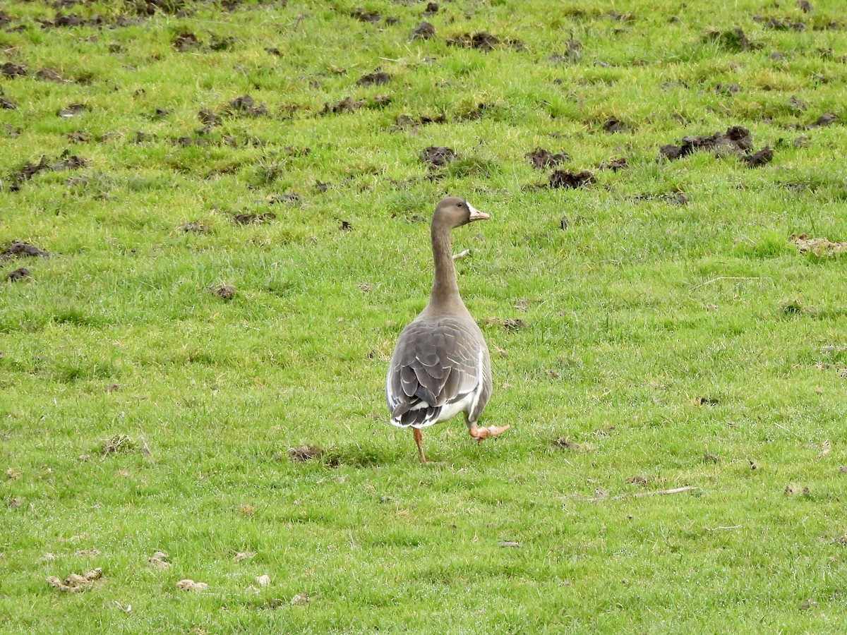 Oie rieuse - ML650770035