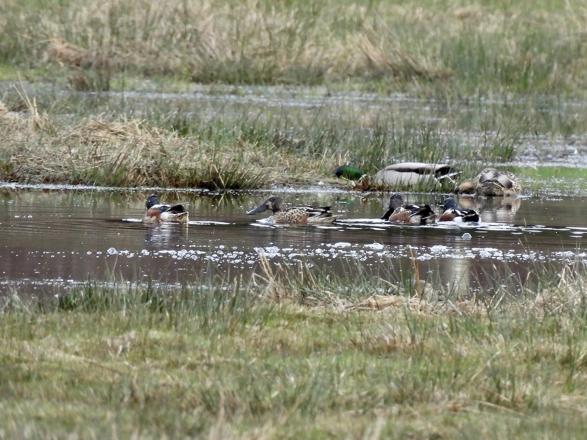 Canard souchet - ML650770043