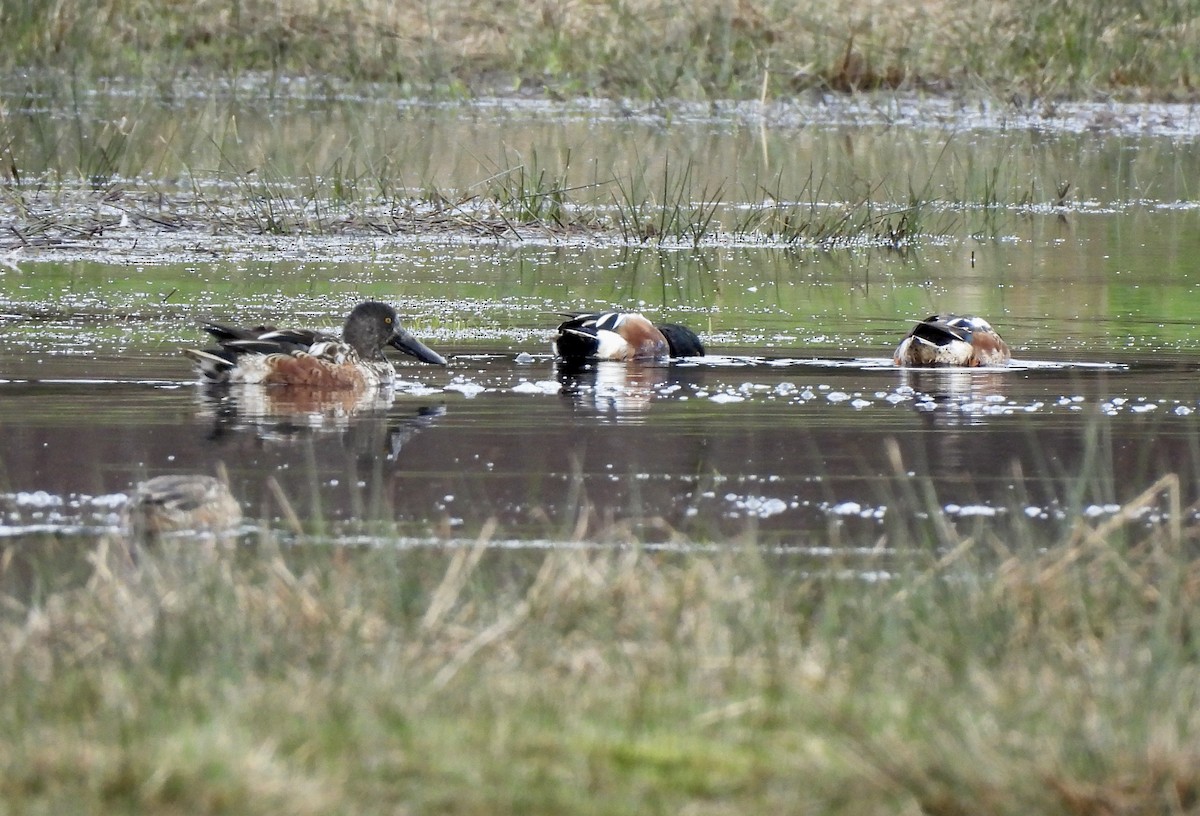 Canard souchet - ML650770044