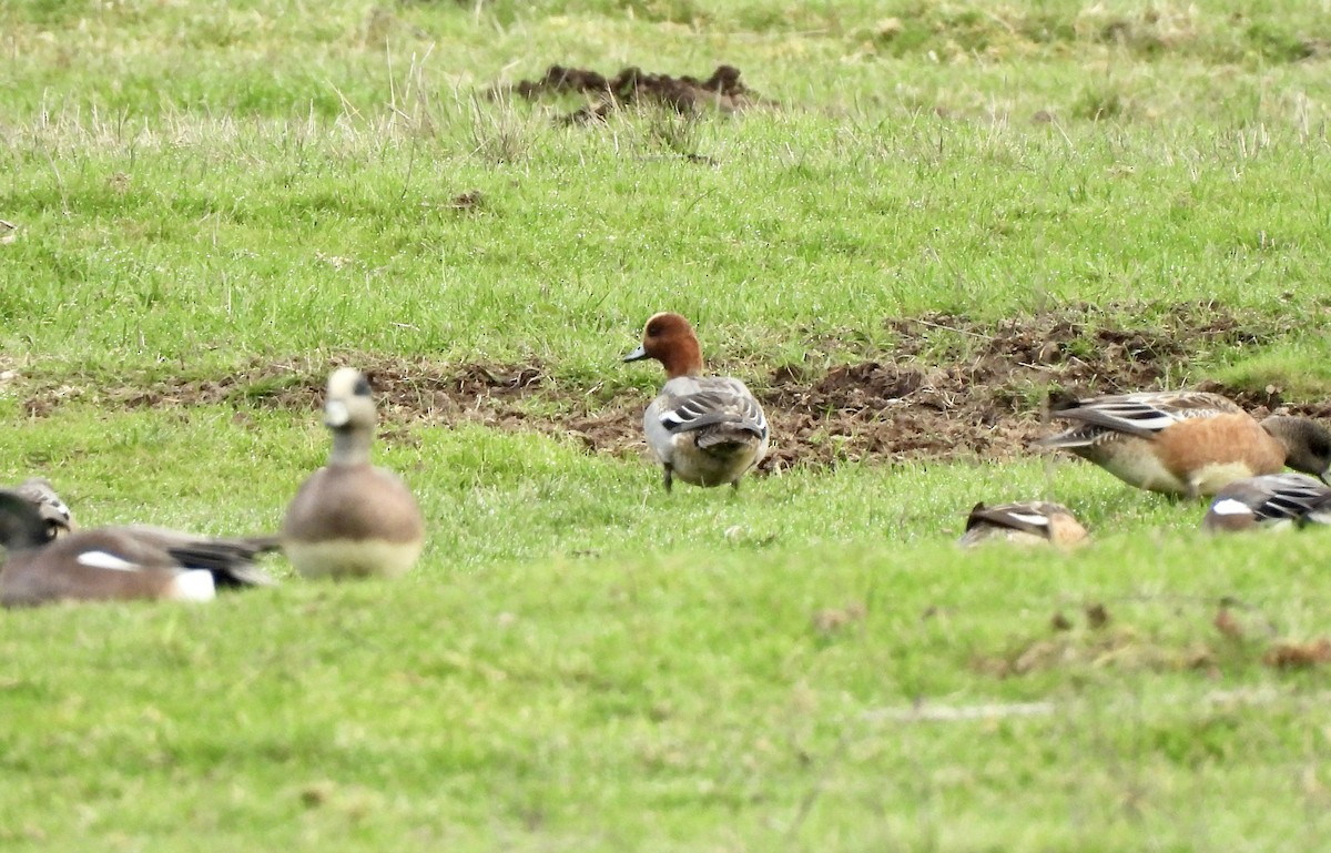 Canard siffleur - ML650770054