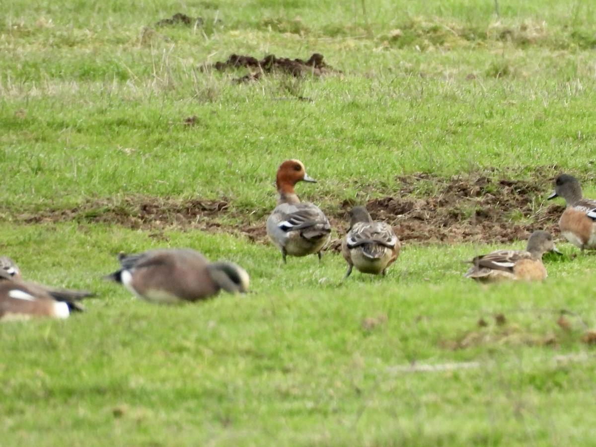 Canard siffleur - ML650770055