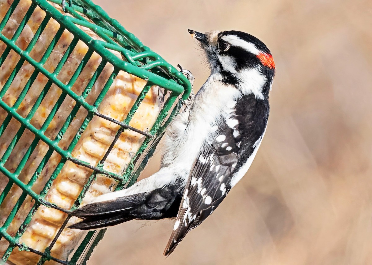 Downy Woodpecker - ML650770060