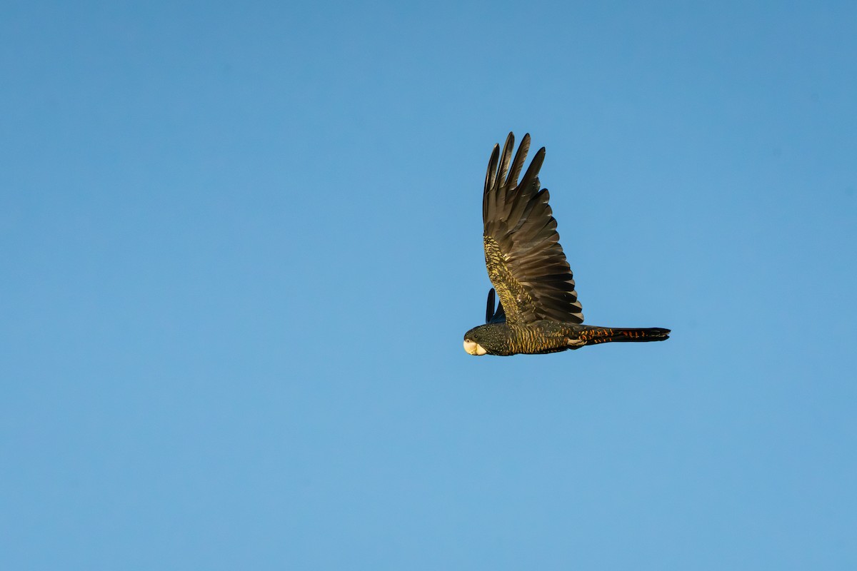 Red-tailed Black-Cockatoo - ML650770074