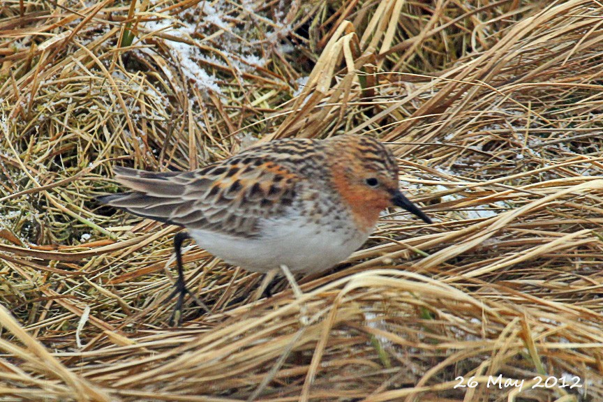 Red-necked Stint - ML65077011