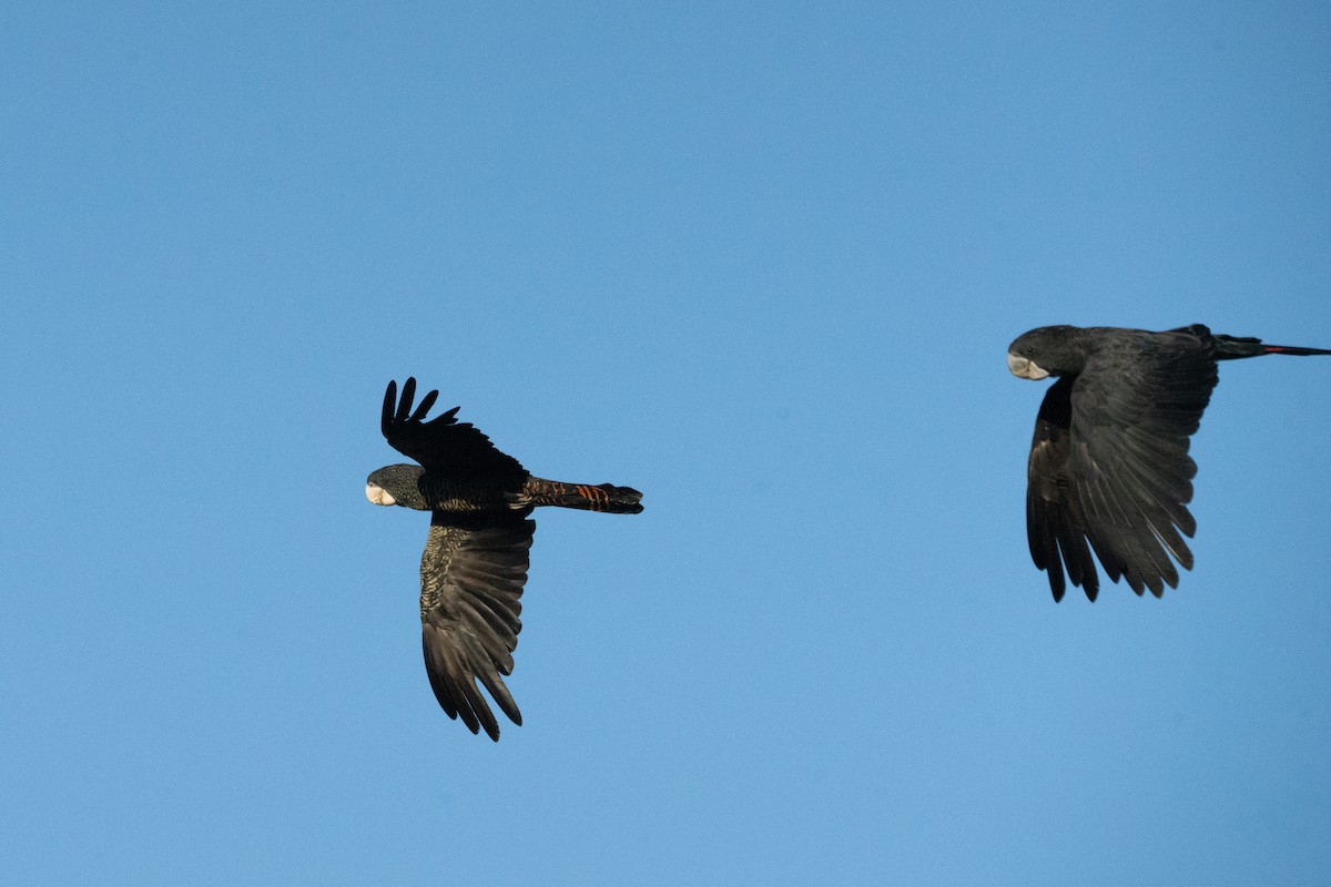 Red-tailed Black-Cockatoo - ML650770164