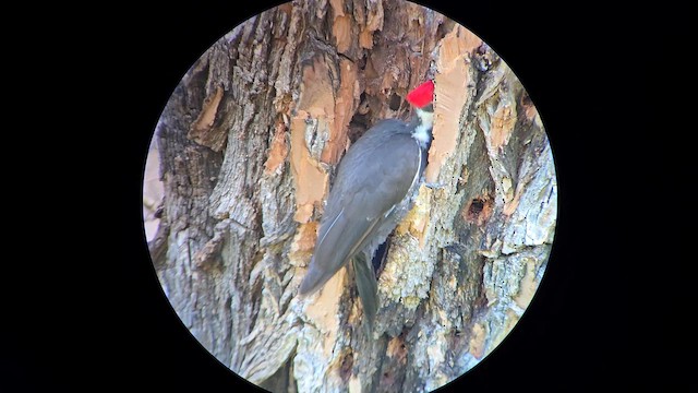 Picamaderos Norteamericano - ML650770376