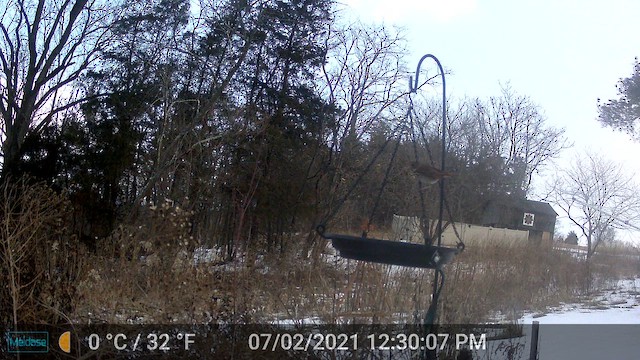 Zorzalito Colirrufo - ML650770450