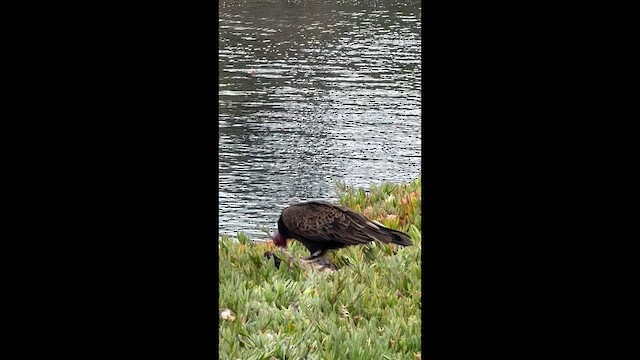 Aura Gallipavo - ML650770508