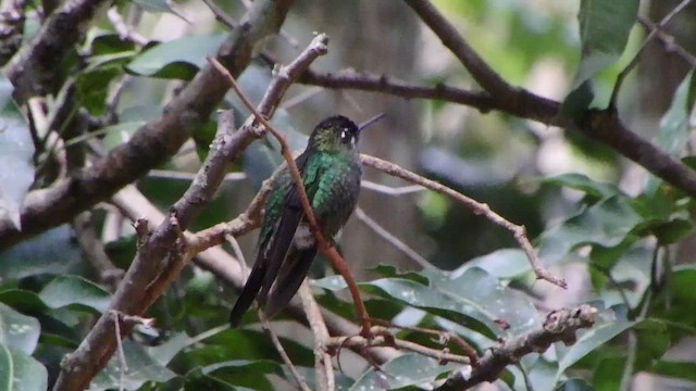 Violet-fronted Brilliant - ML650770590