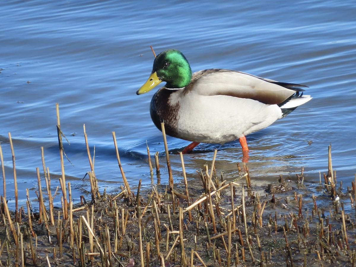 Кряква - ML650770623