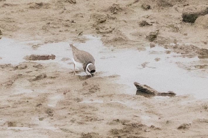 Уссурийский зуёк - ML650770624