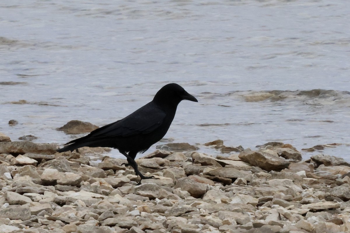 Американская ворона - ML650770625