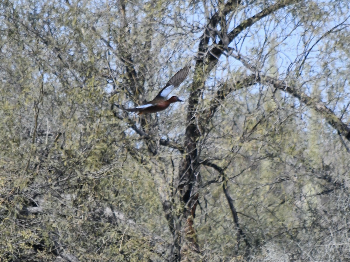 Коричневый чирок - ML650770627