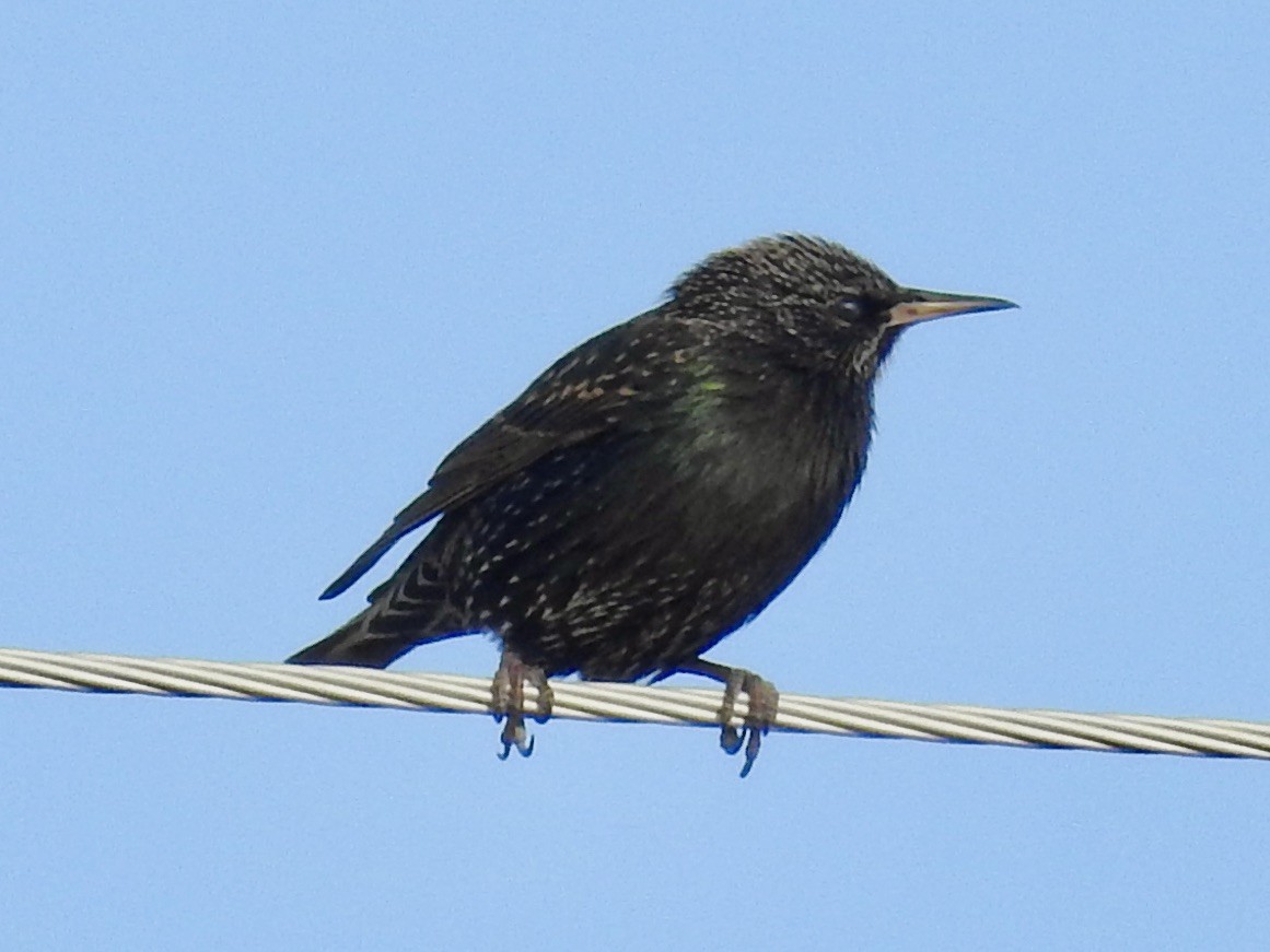 Обыкновенный скворец - ML650770628