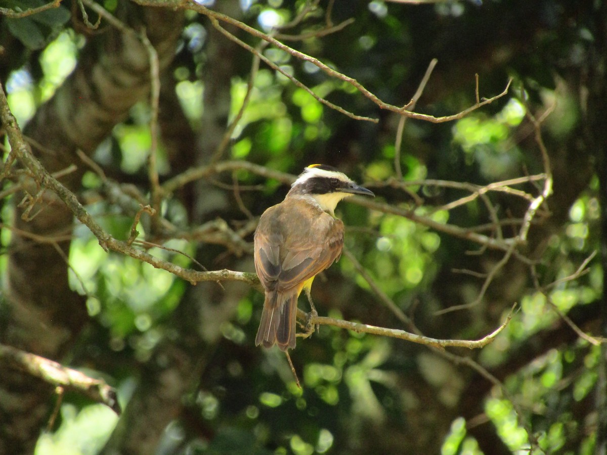 Большой бентеви, кискади - ML650770629