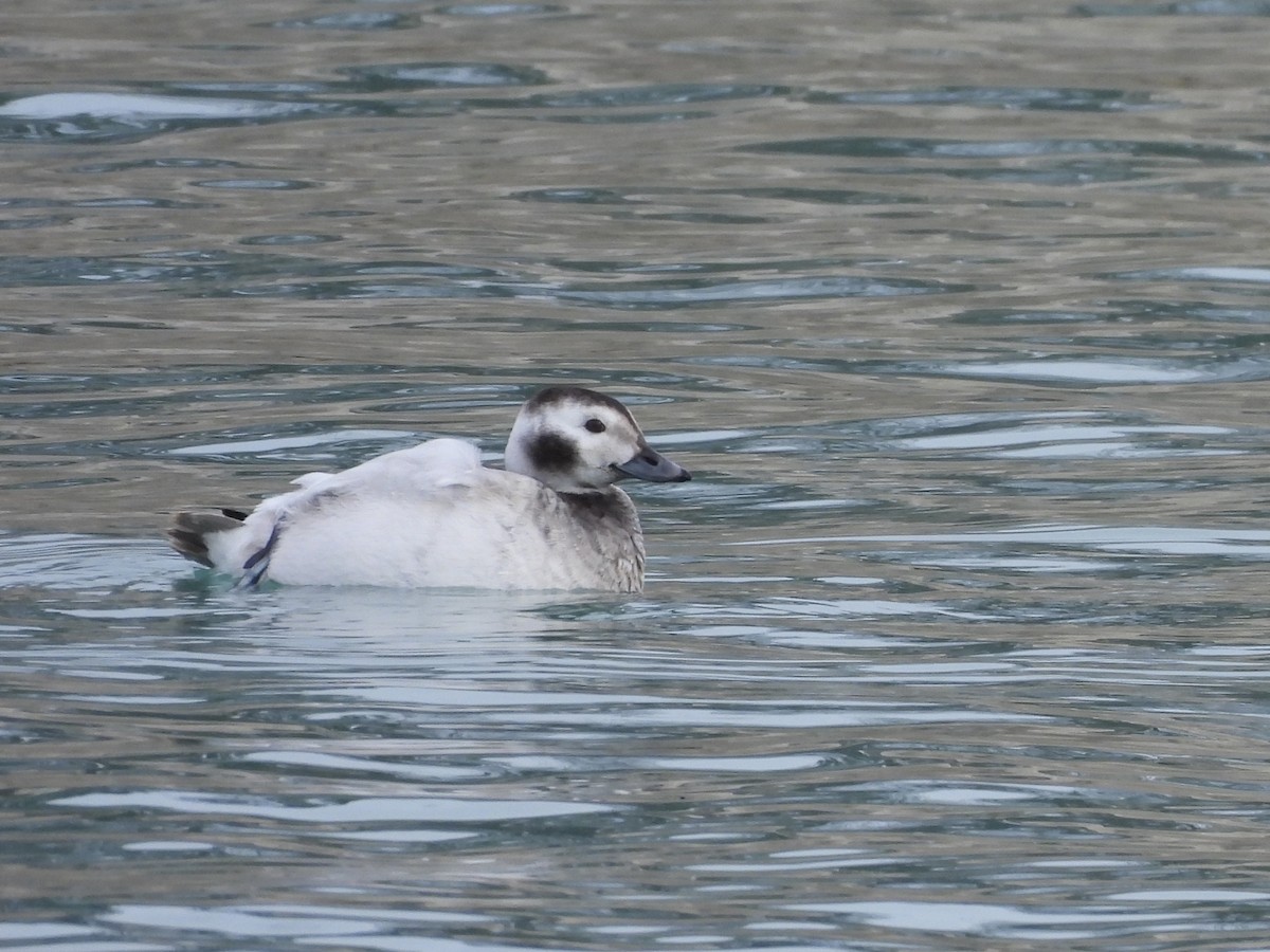 Морянка - ML650770630