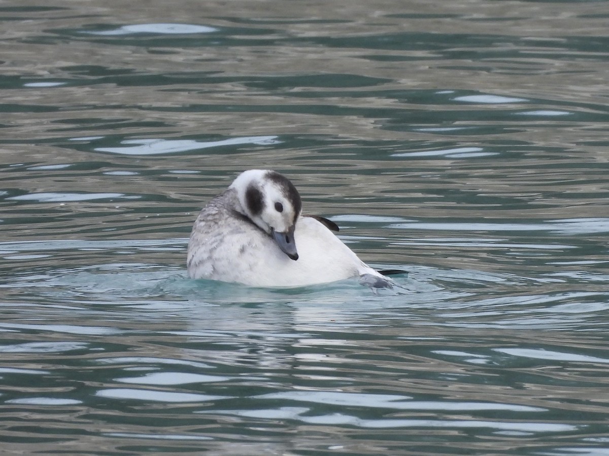 Морянка - ML650770631