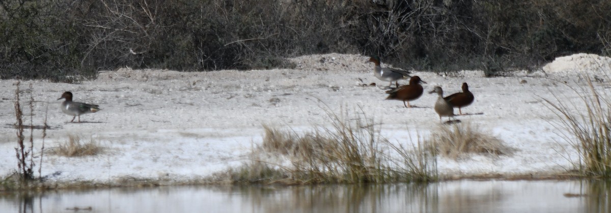 Чирок-свистунок - ML650770633