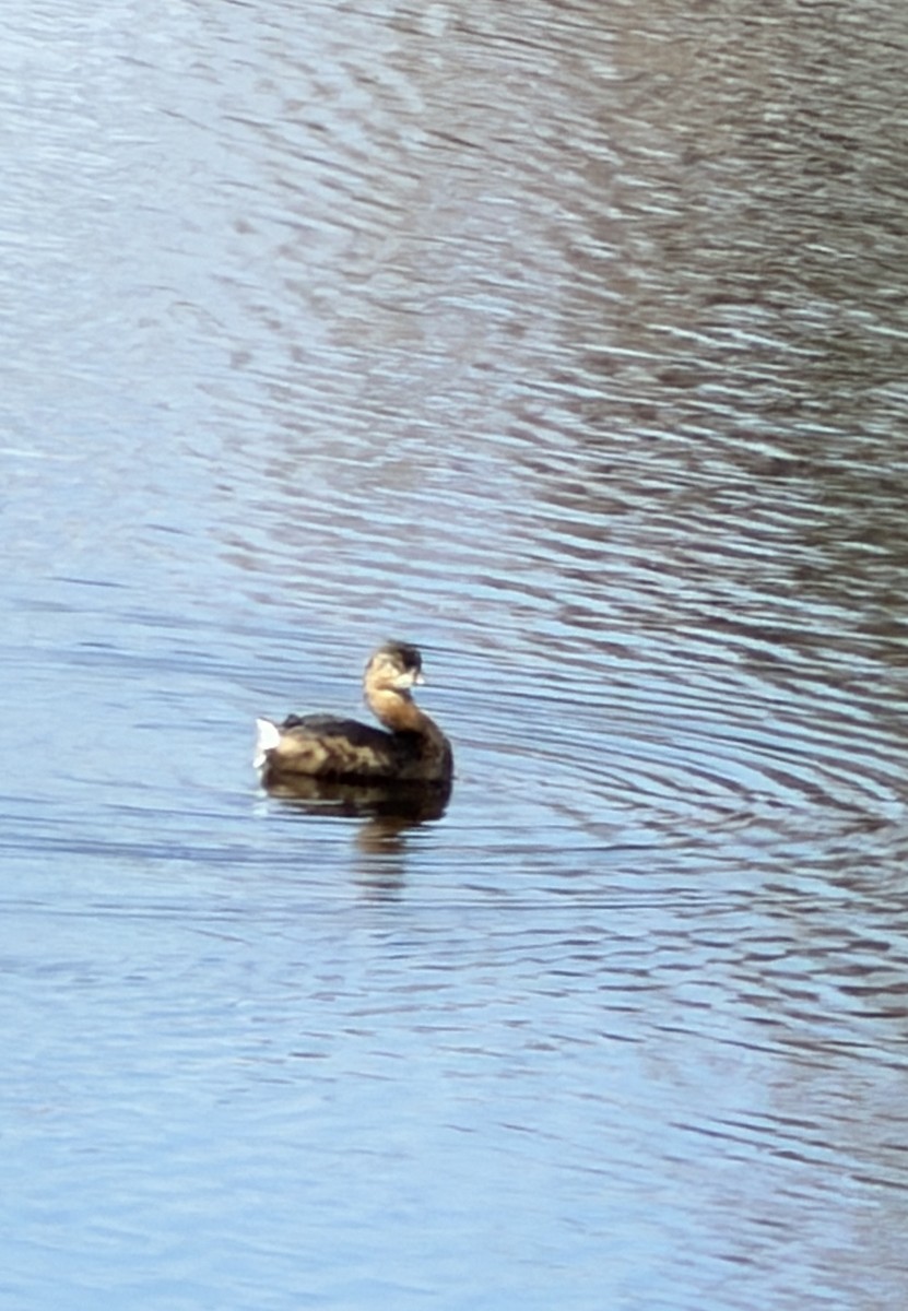 Пестроклювая поганка - ML650770634
