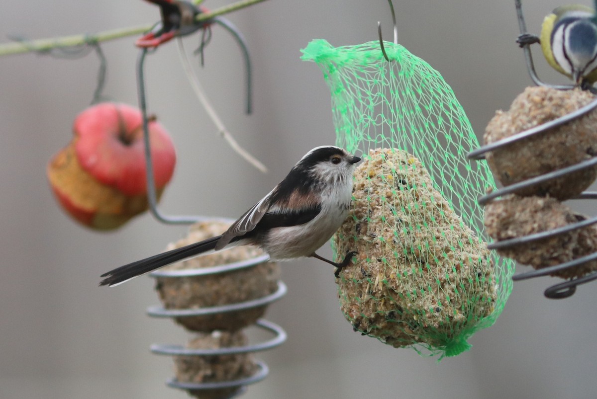 Ополовник - ML650770635